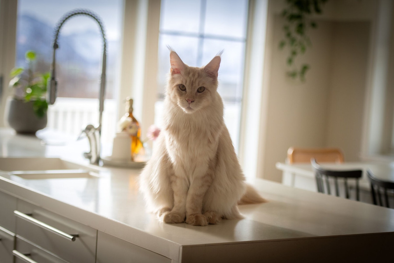 Stemningsbilde kjøkken Galleribilde