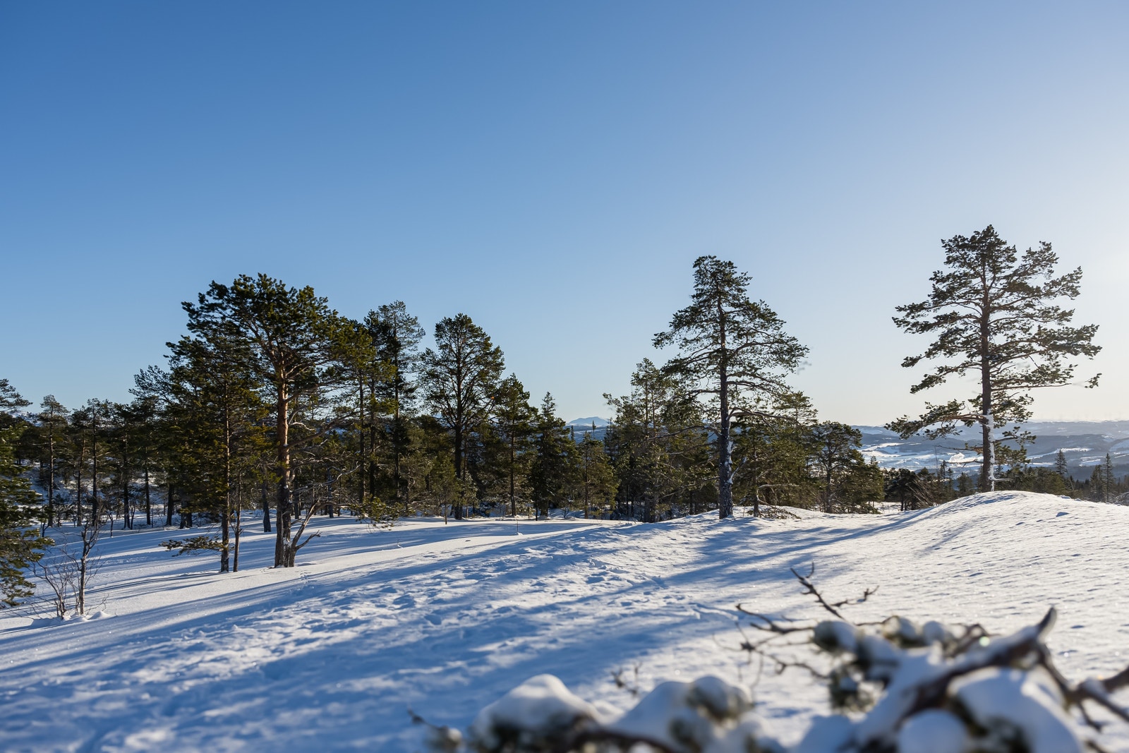 Tomta ligger helt alene på venstre side av Svartåsvegen uten naboer tett på Galleribilde