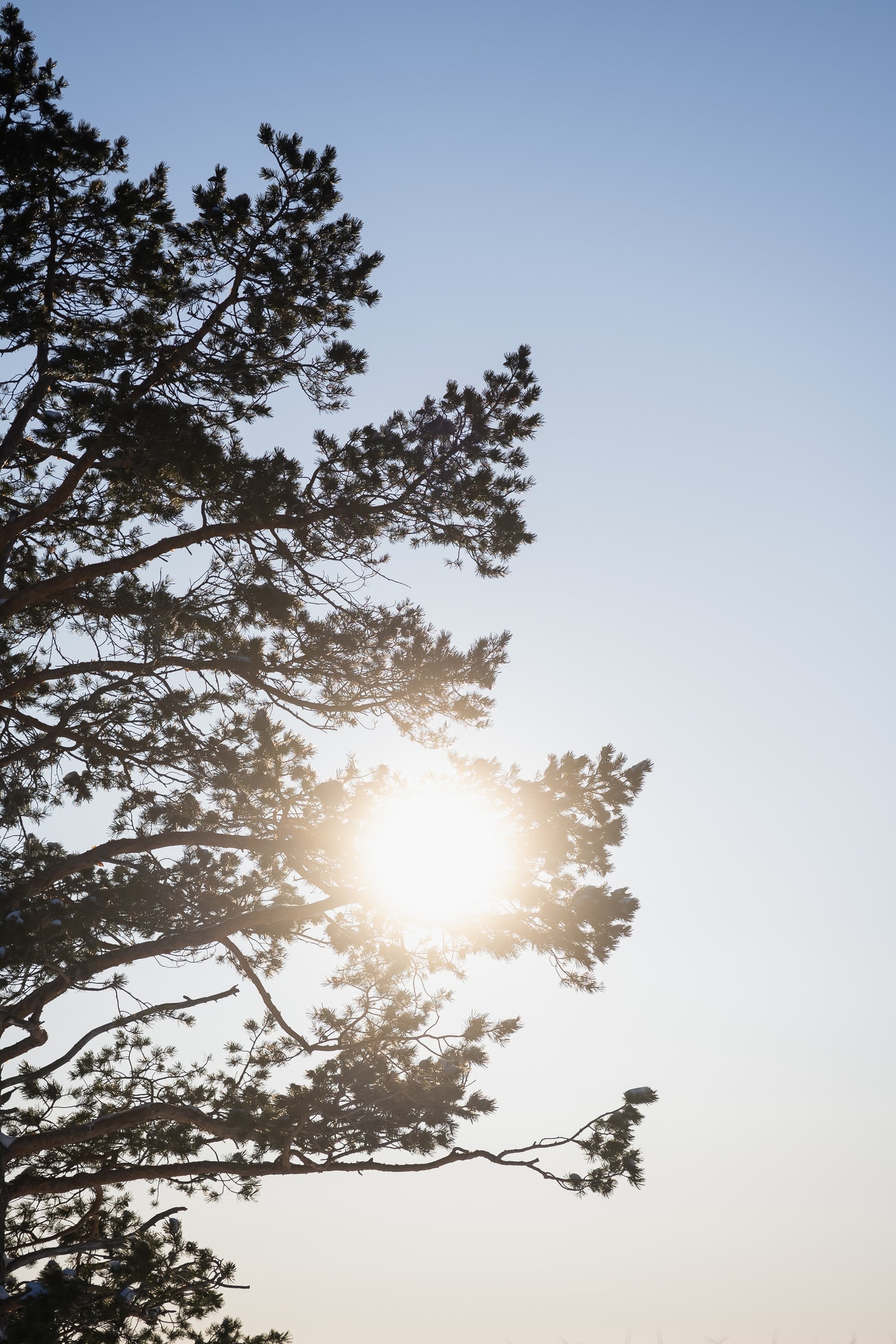 Tomta omkranses av nydelige furutrær. Galleribilde