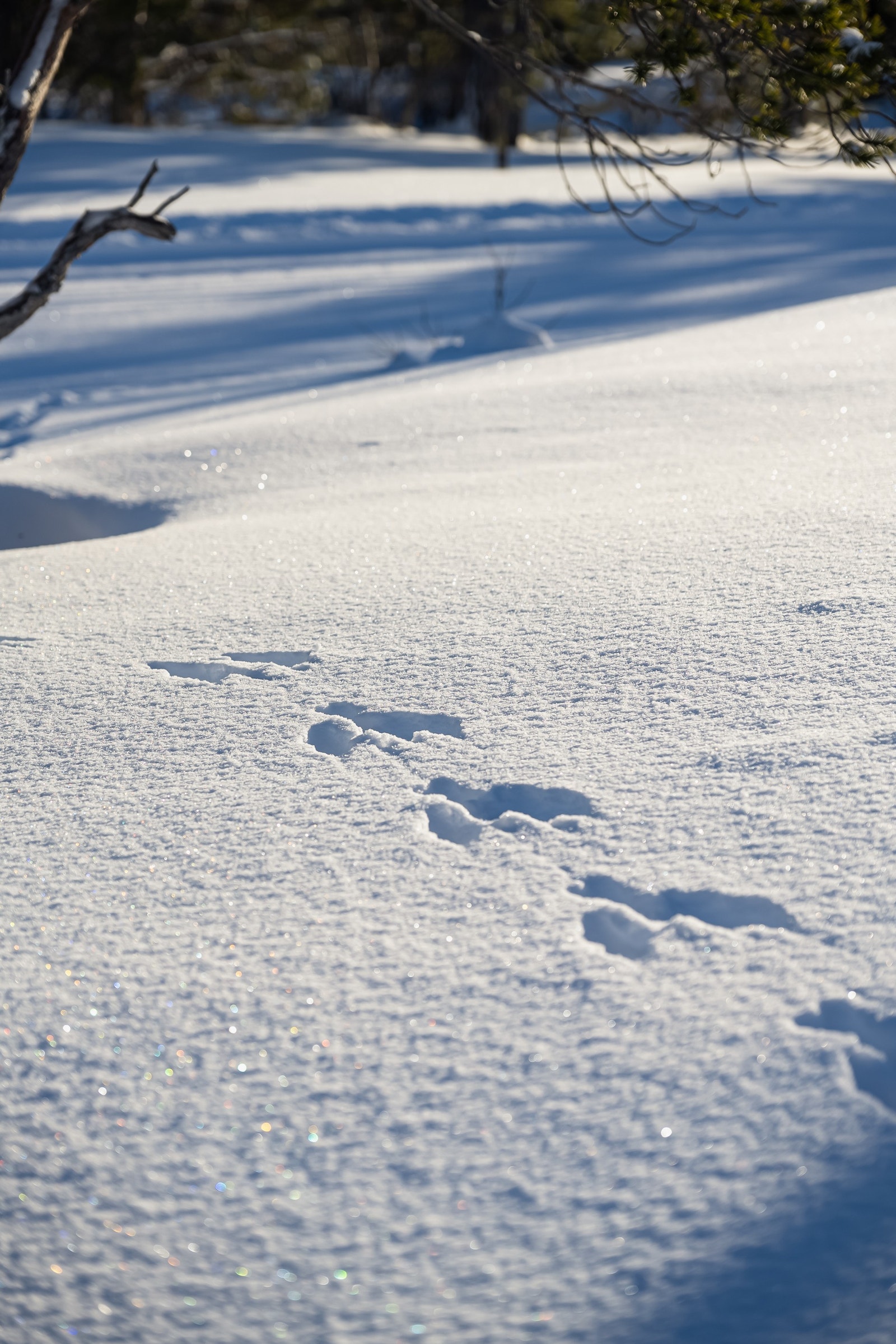 Her er man nært på naturen og dyrene i skogen Galleribilde