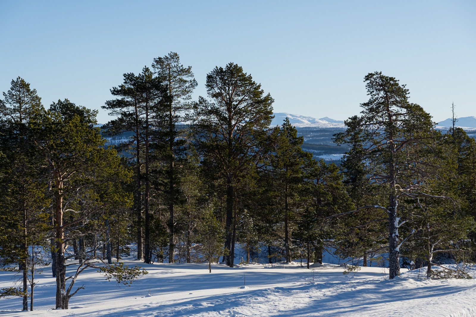 Nydelig utsikt mot fjellene i Meråker Galleribilde