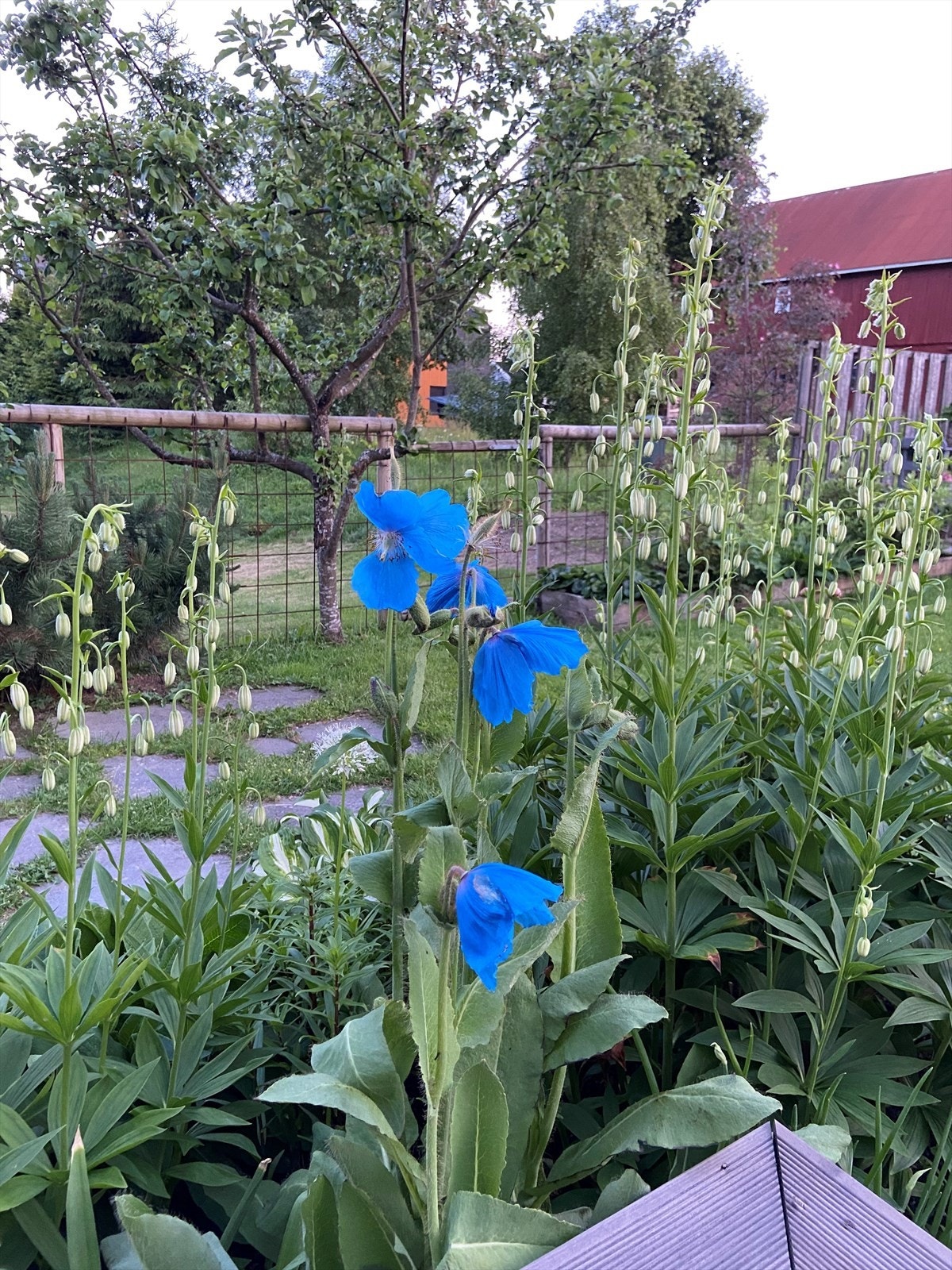 Sommerbilde tatt av eier.pg Galleribilde