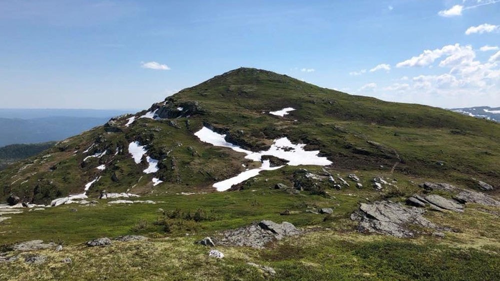 Senhovd 1142 moh Galleribilde