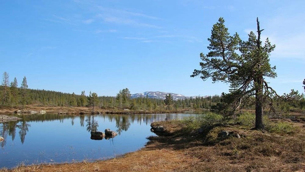 Fra Steintjønn, med Blefjell i bakgrunnen. Galleribilde