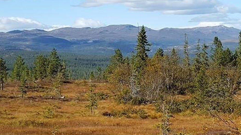 Store og luftige tomter. Tomtene ligger vestvendt, med fantastisk utsikt og solgang. Galleribilde