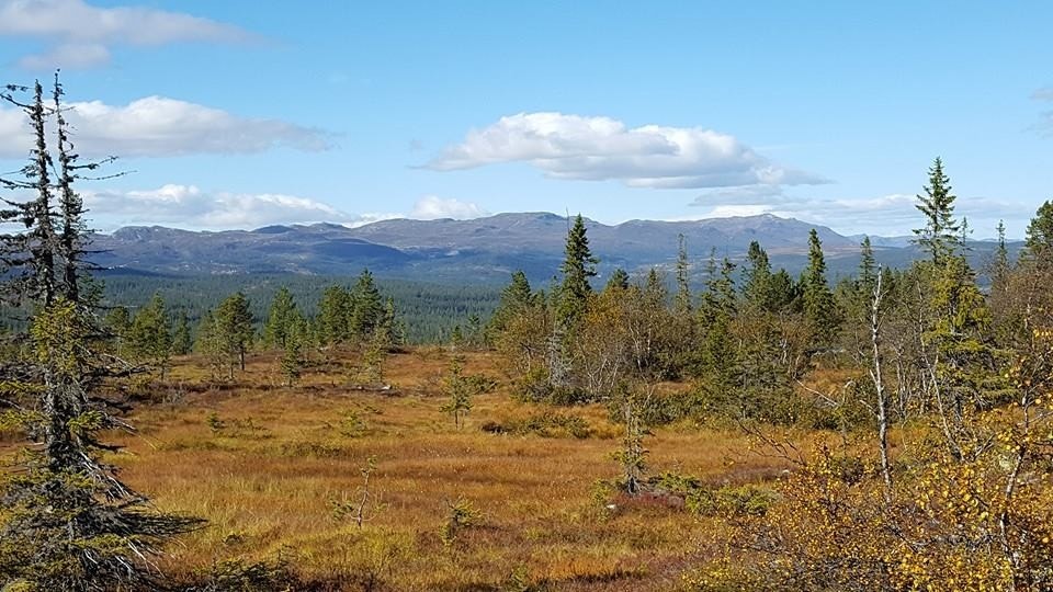 Utsikt mot nordvest Galleribilde