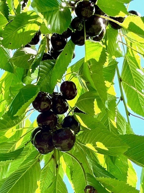 Hagen har flere epletrær, kirsebær, pærer, plommer, rabarba m.m Galleribilde