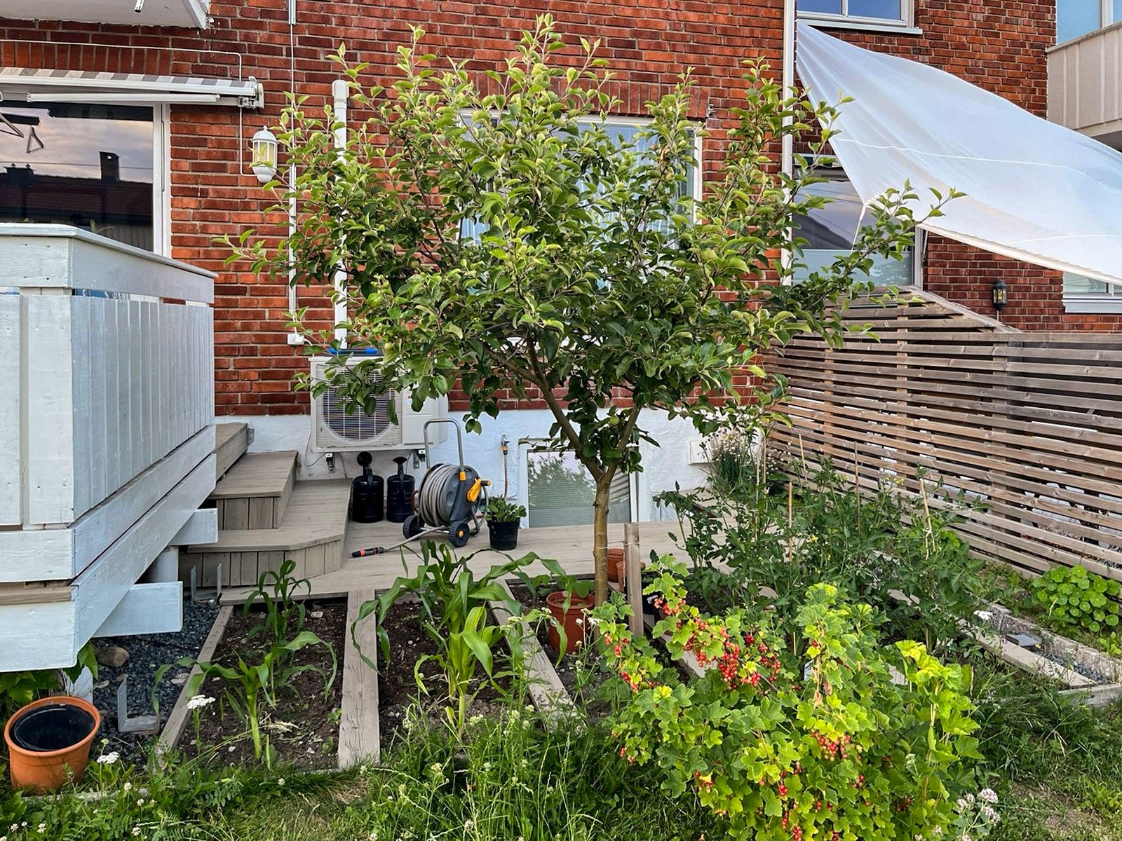 - Hagen sommerstid (selgers private bilder) - Galleribilde
