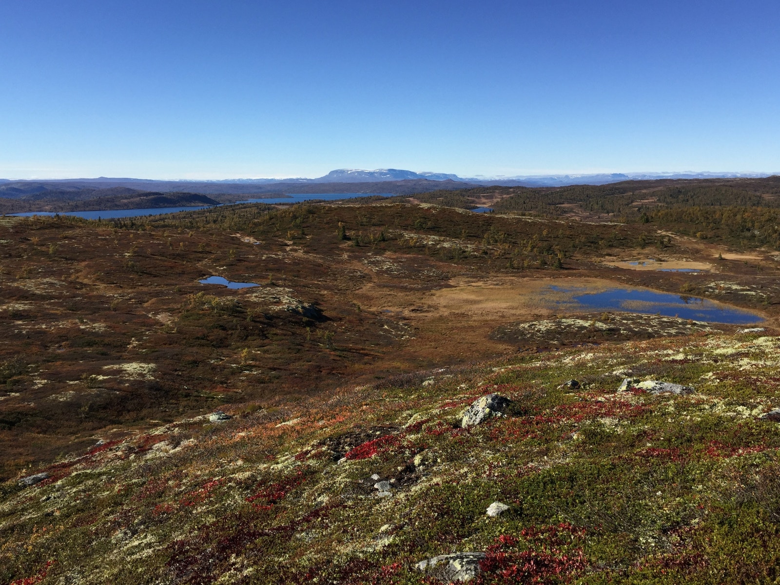Sommer i nærområdet Galleribilde