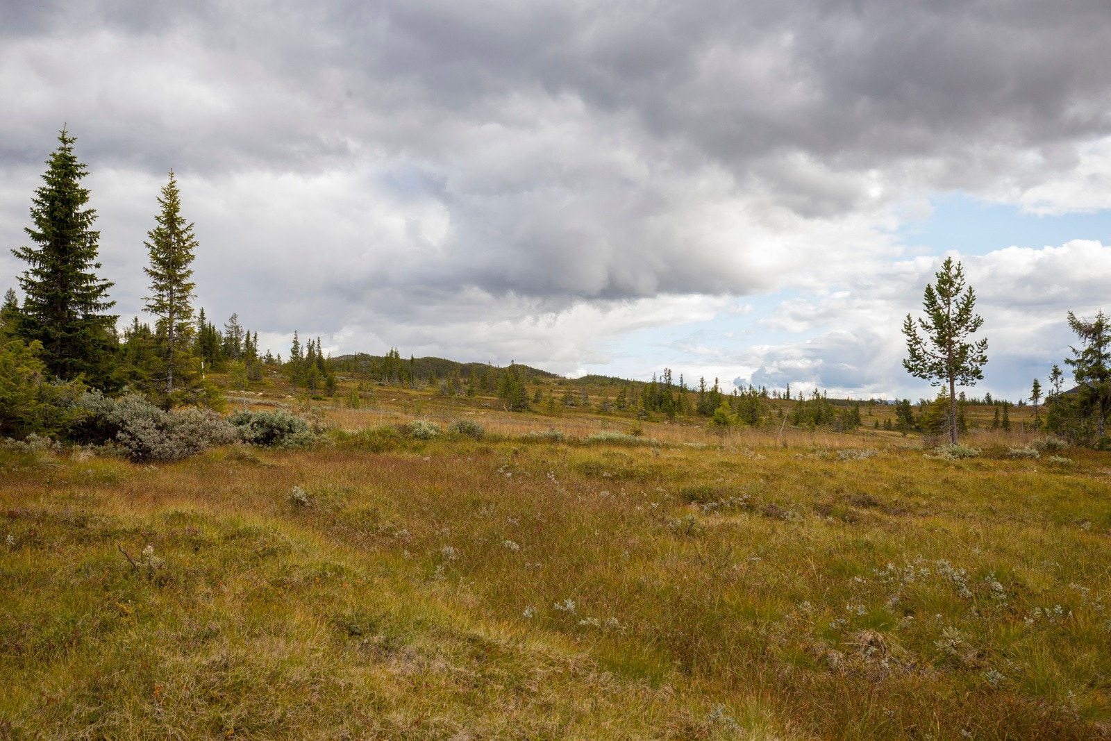 Området byr på flotte turmuligheter i naturskjønne omgivelser på høyfjellet. Galleribilde