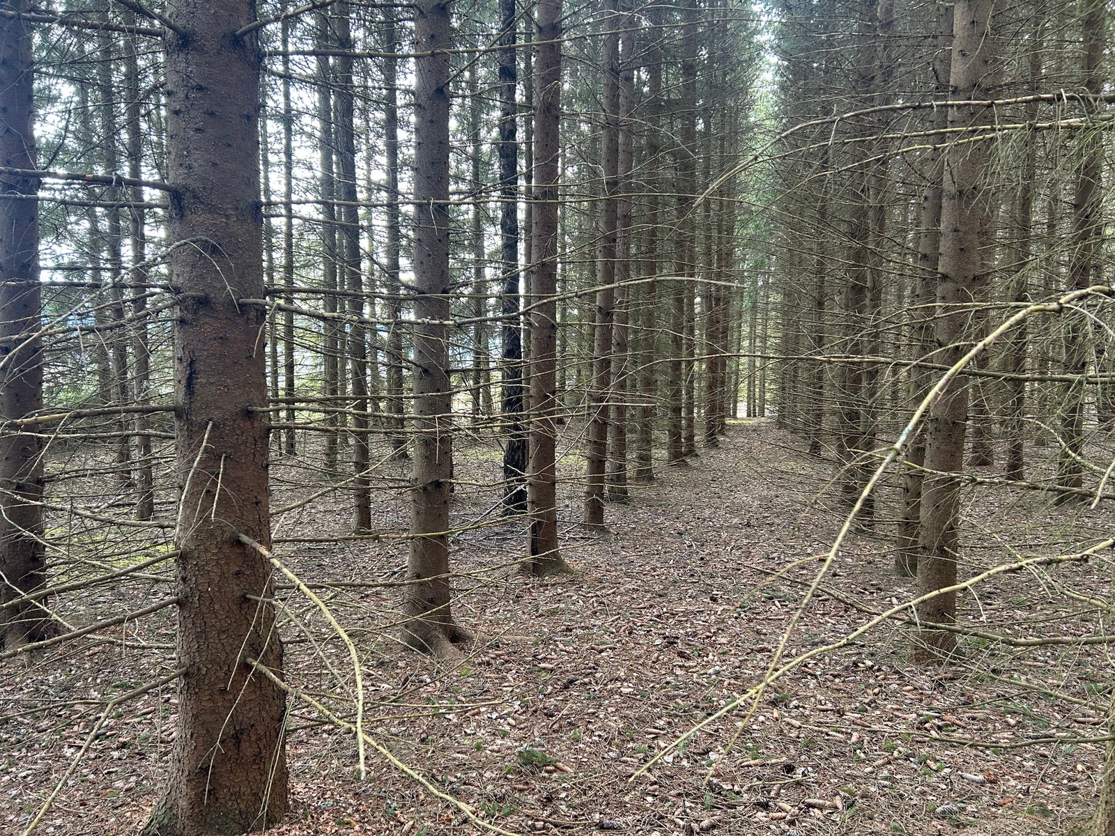 Meget frodig, tømmer i lange baner Galleribilde