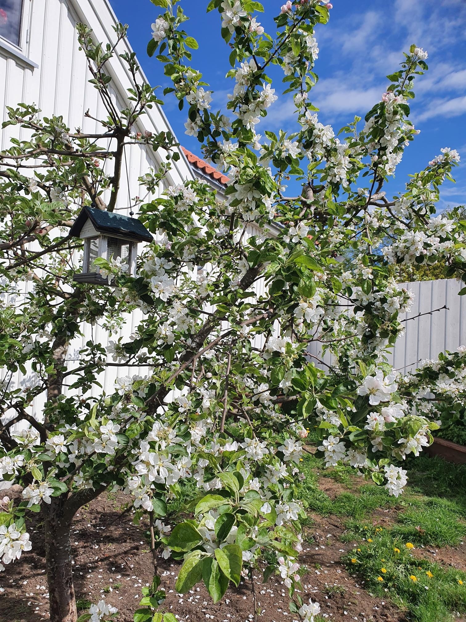 Epletreet i blomst Galleribilde
