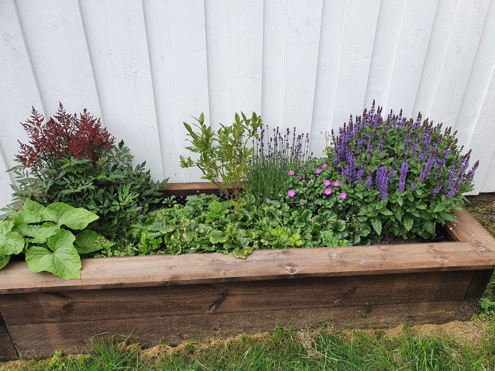 Bed med blant annet blåbær og lavendel Galleribilde