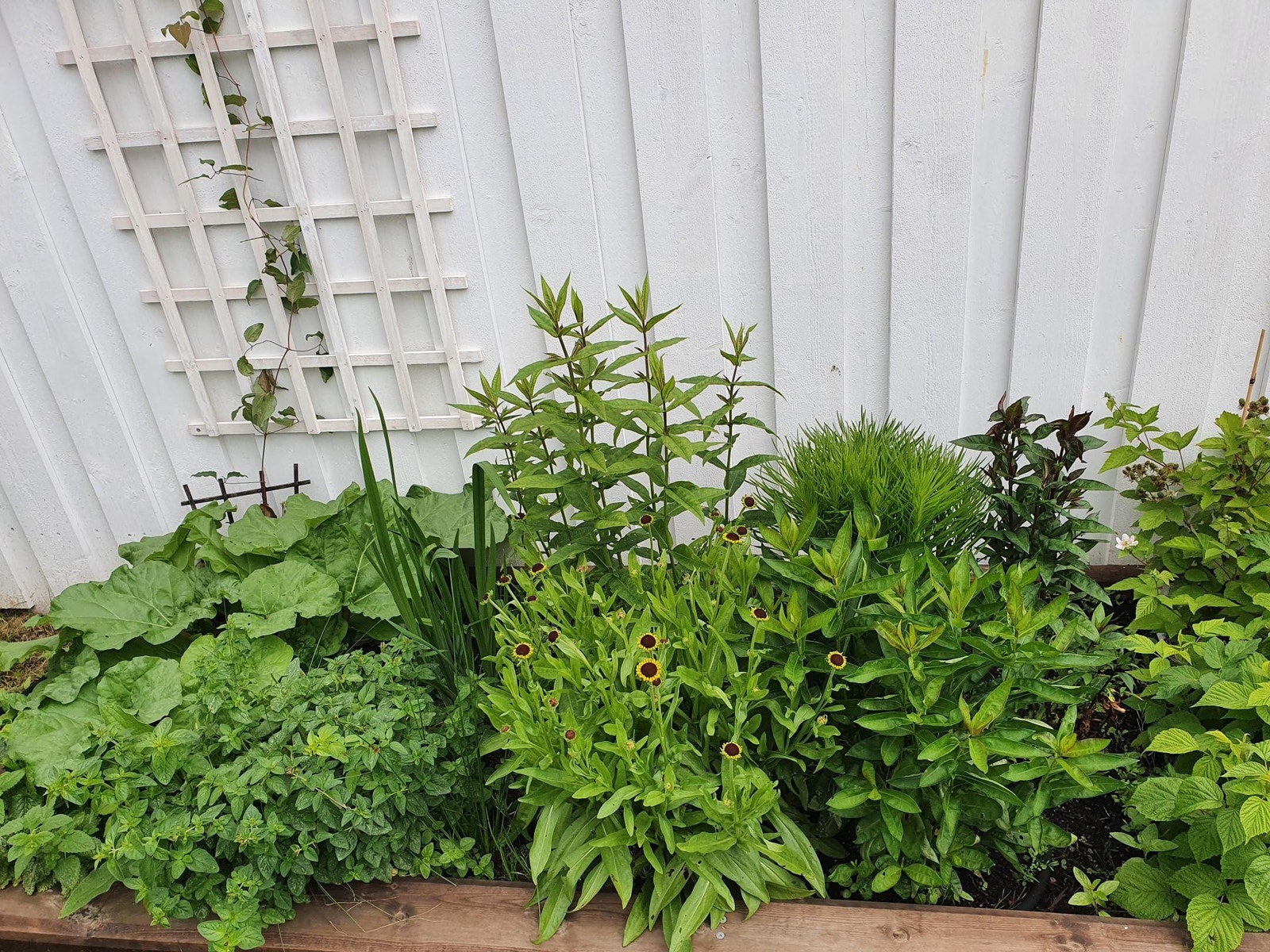 Bed med blant annet rabarbra, bringebær og urter Galleribilde