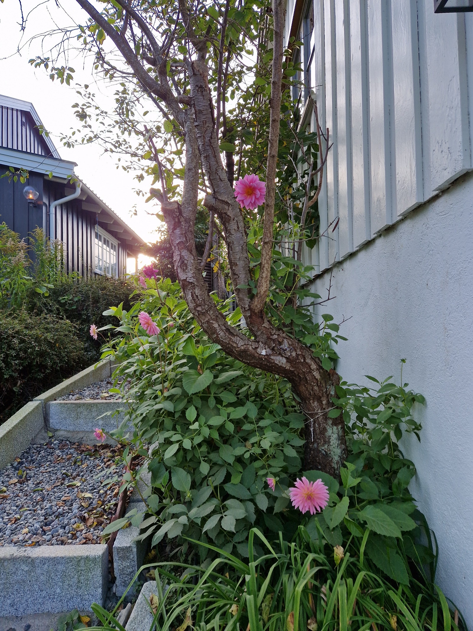Sørsiden av huset. Med gruset trappesti (ikke helt ferdigstilt nederst ennå). Plomme- og kirsebærtre. Galleribilde