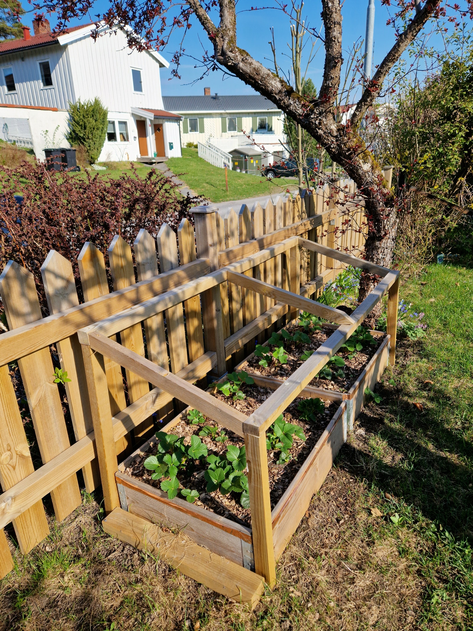 Plantekasse med jordbær. Galleribilde