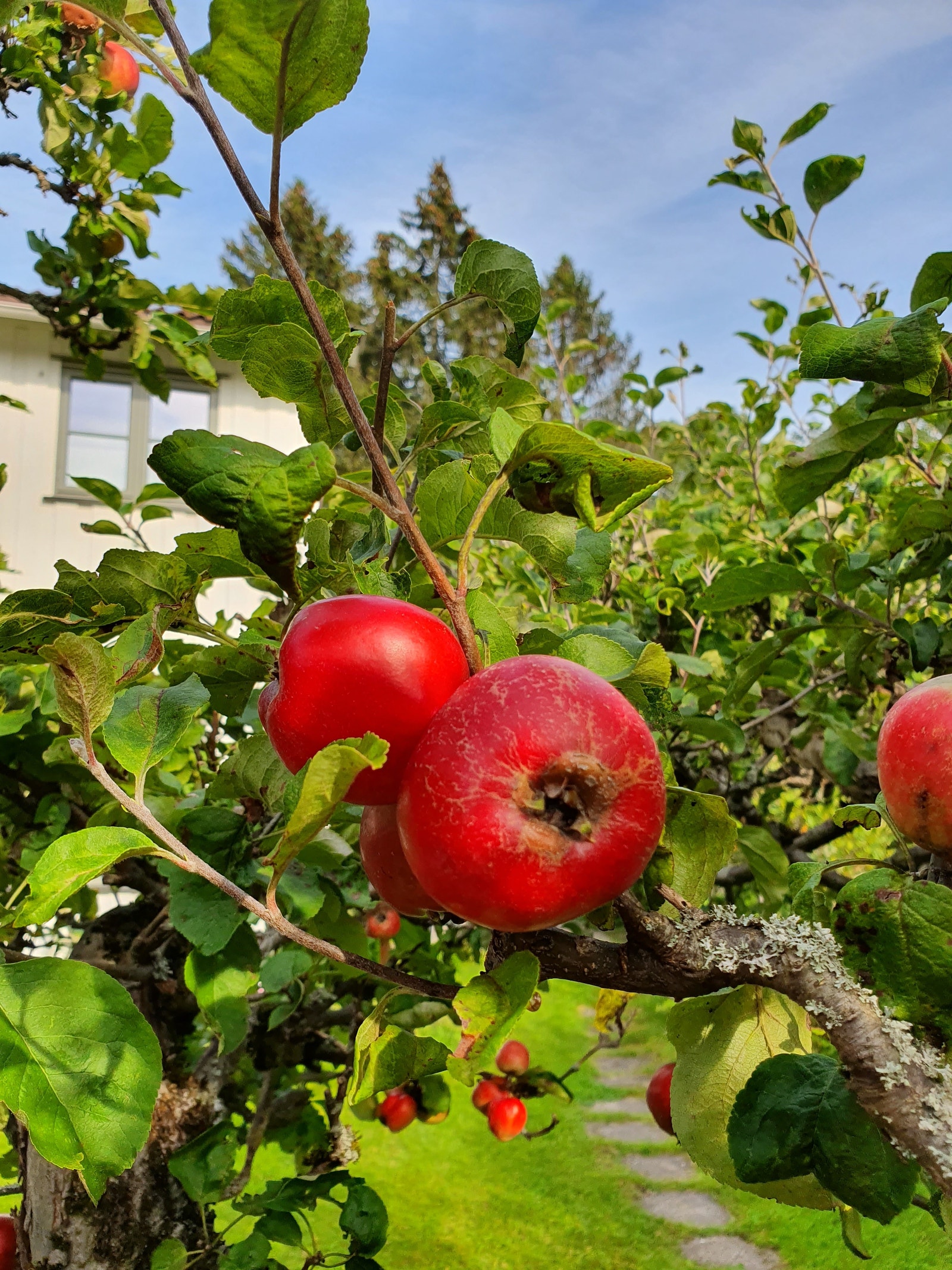 Flotte epler på høsten. Galleribilde