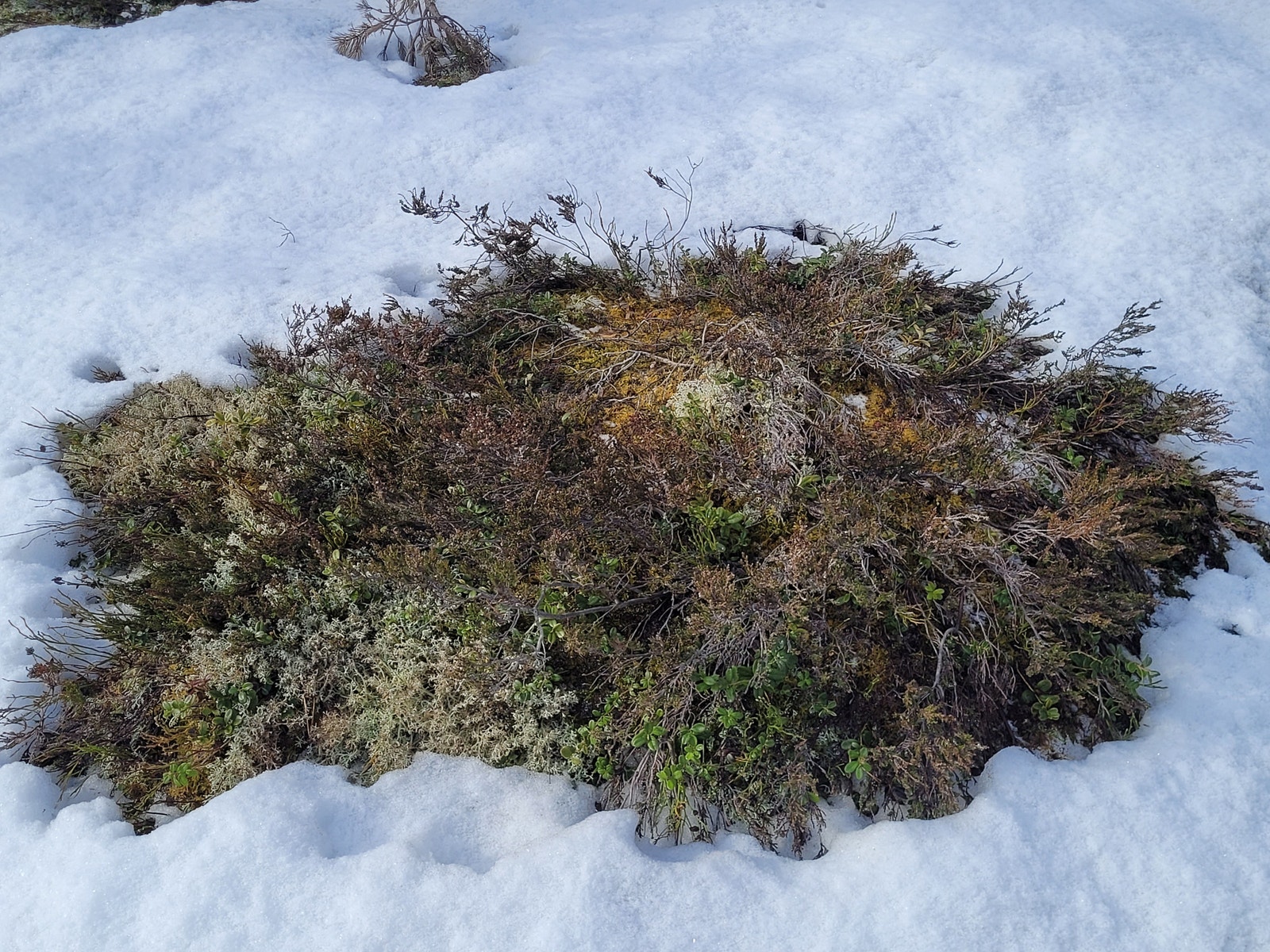 Vår i anmarsj. Galleribilde