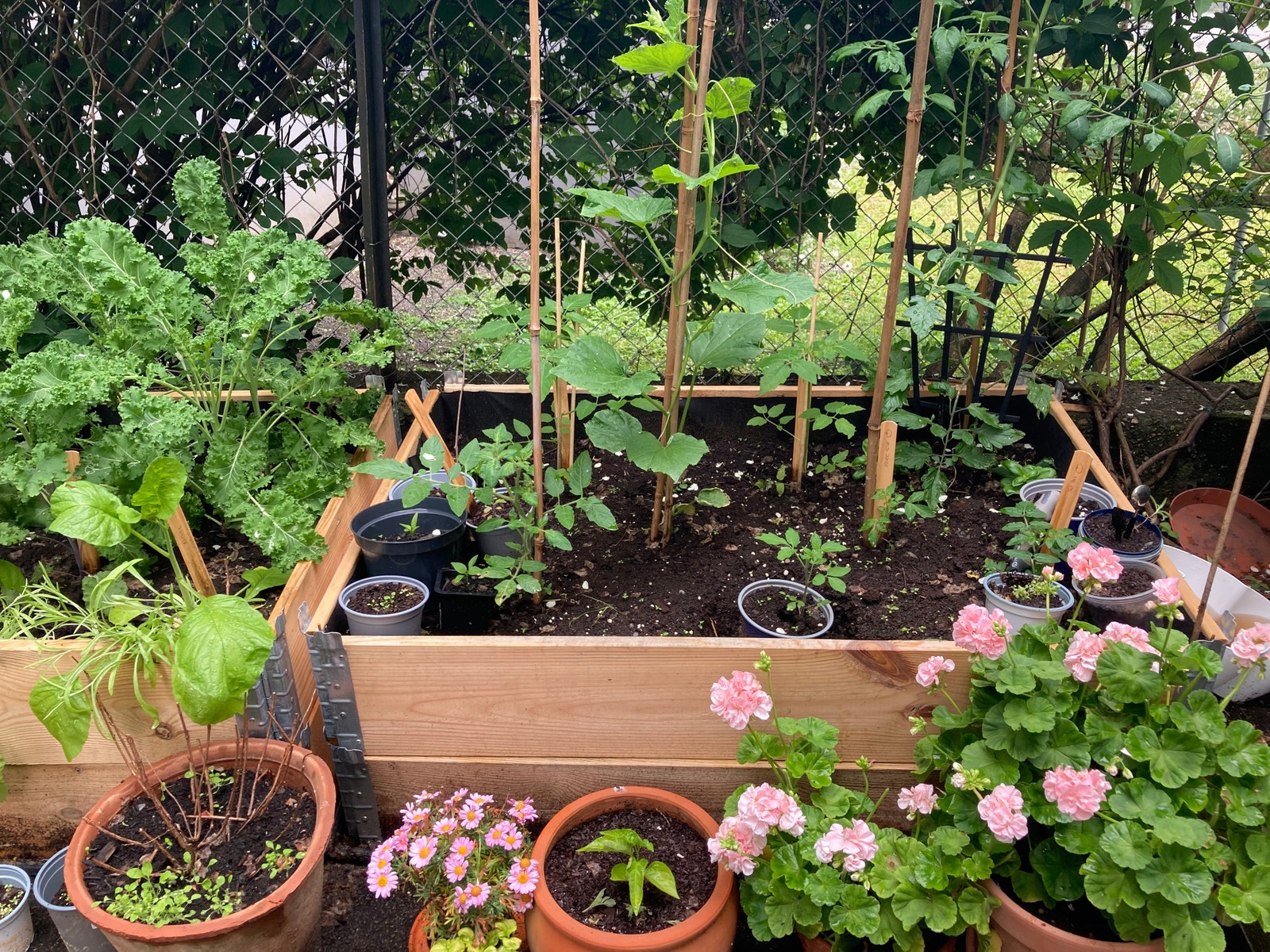 Parsellhage hvor du kan dyrke grønnsaker om du ønsker. Galleribilde