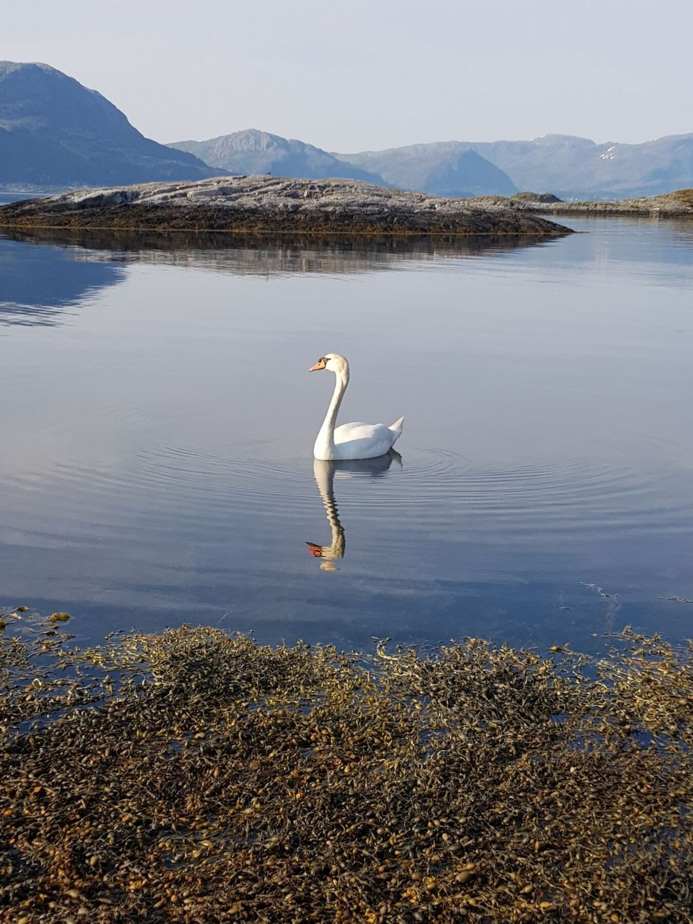 Fra området Galleribilde