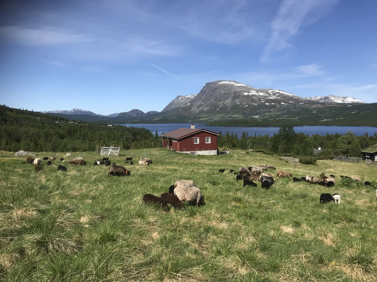 Bilde fra stølen rett ved siden av tomtene. Galleribilde