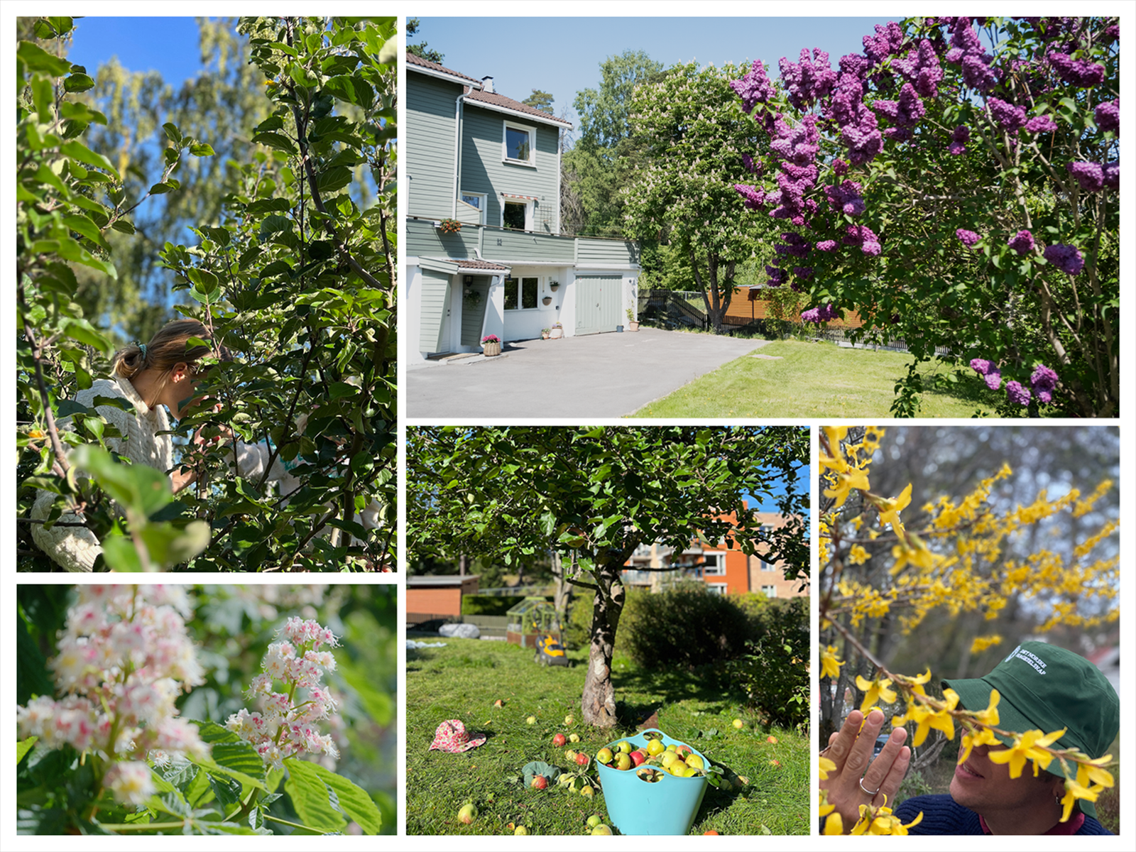 Frodig hage med mulighet for dyrking av kortreist mat (selgers egne bilder) Galleribilde