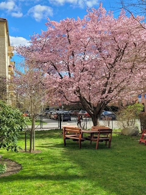 Stor felles inngjerdet hage med flott beplantning. Selger sitt private bilde. Galleribilde