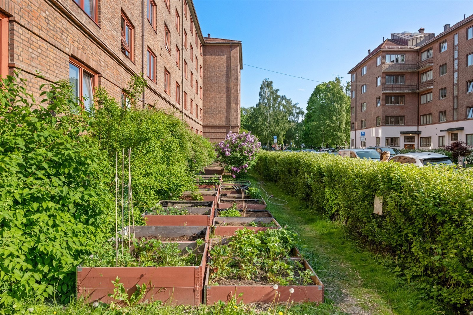 Dyrk dine egne grønnsaker og urter i parsellhagen! Galleribilde