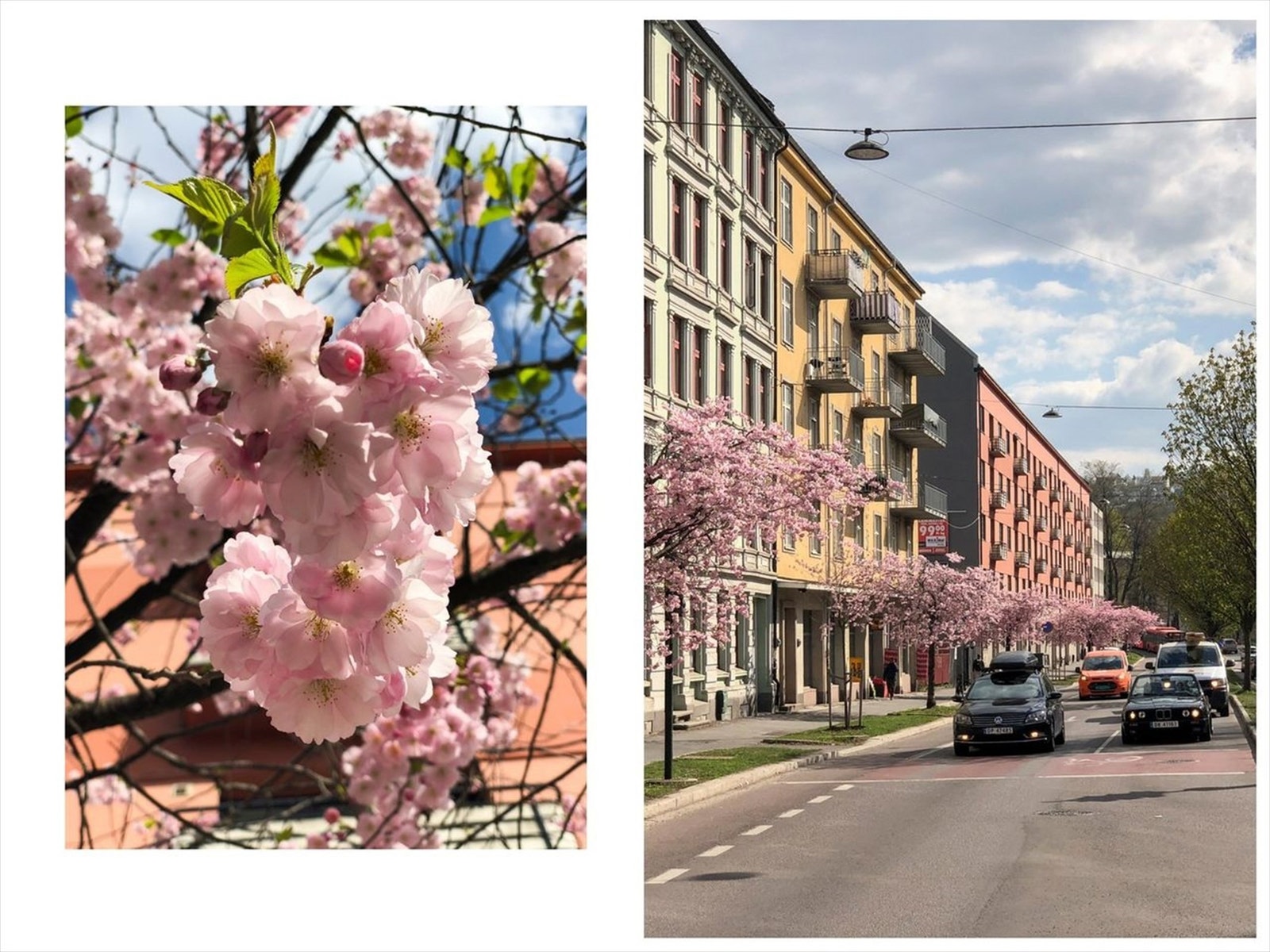 Miljøgaten Kjølberggata er beplantet med japanske Kirsebærtrær som blomstrer hvert år. Galleribilde