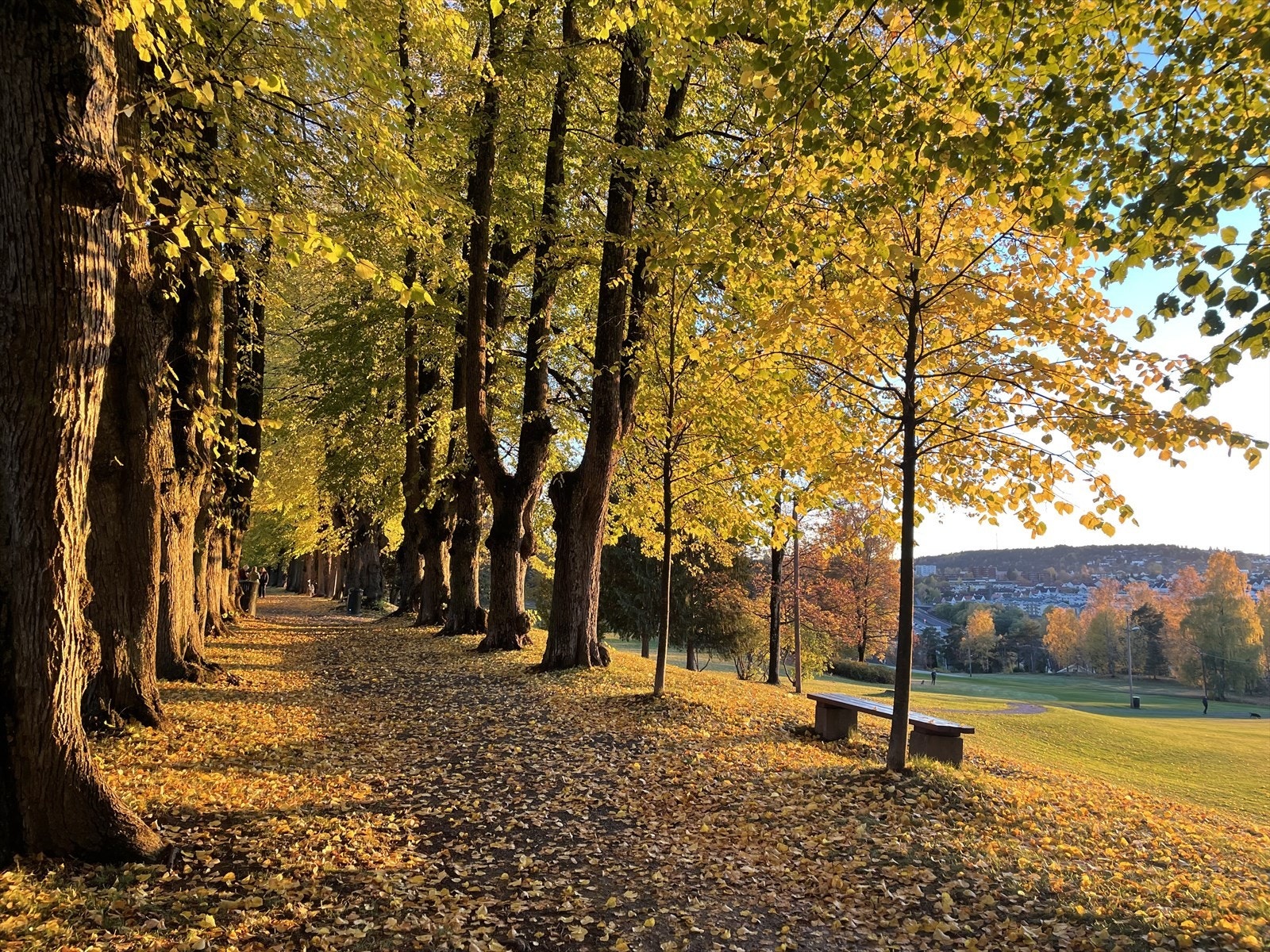Legg søndagsturen til Skøyenåsen park. Galleribilde