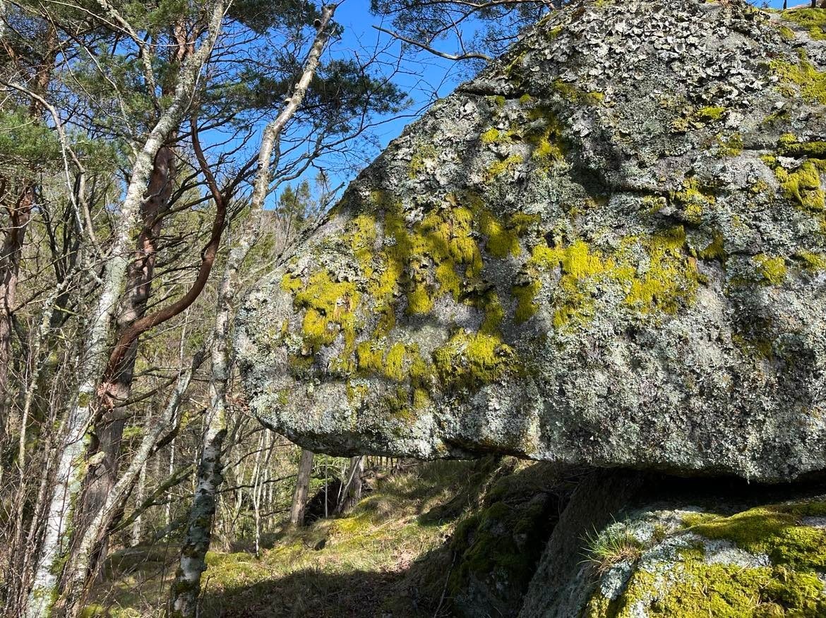 Fine turmuligheter - rett ut fra hytta- både for to- og firbeinte Galleribilde