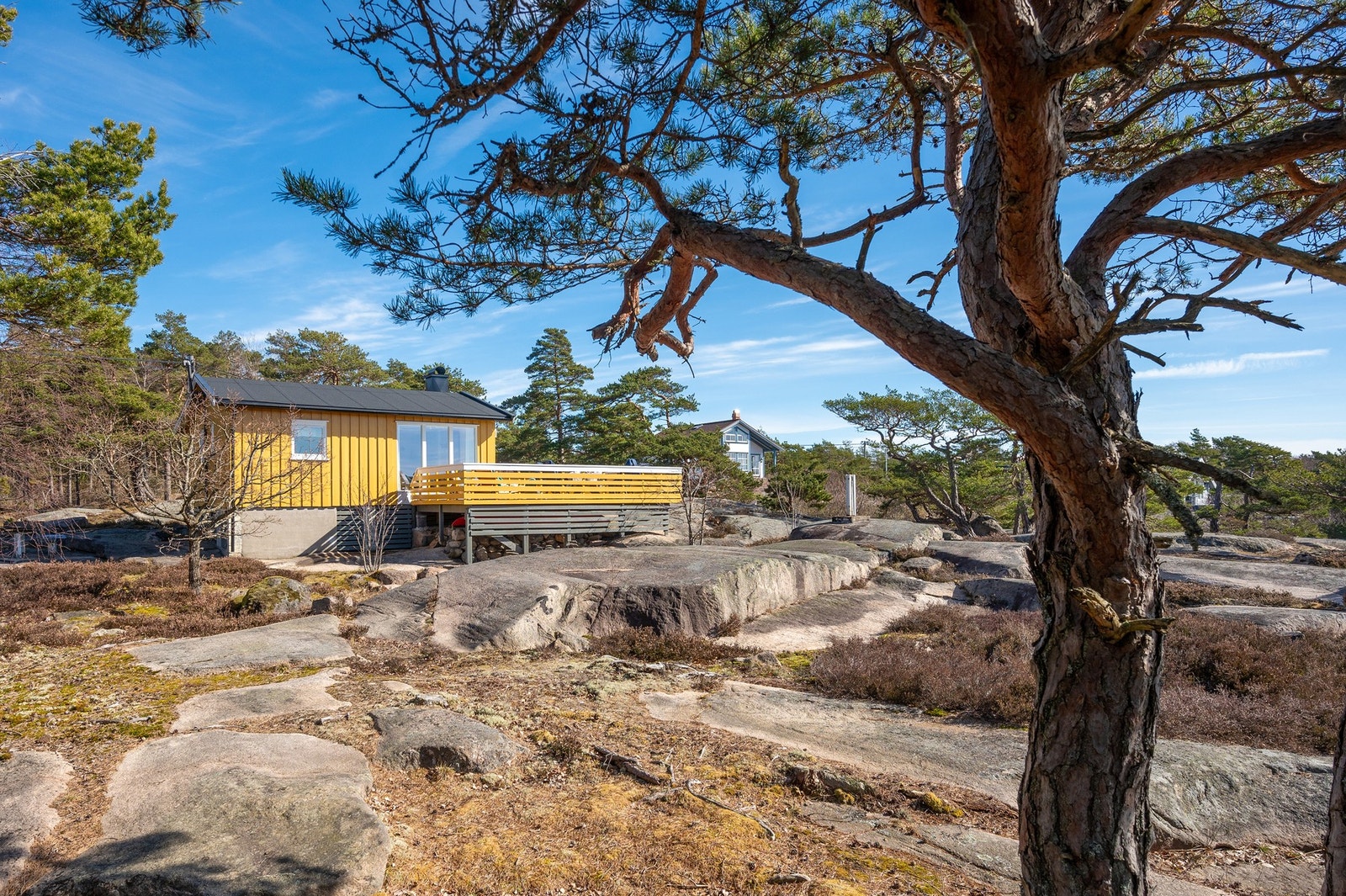 Noe karakteristisk furuvegetasjon omkring eiendommen Galleribilde