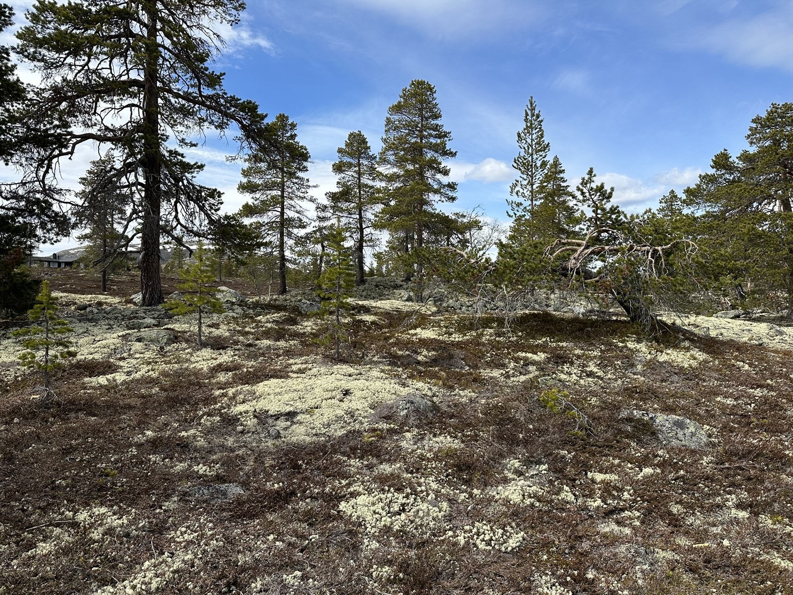 Romslig hyttetomt med fin beliggenhet. Galleribilde