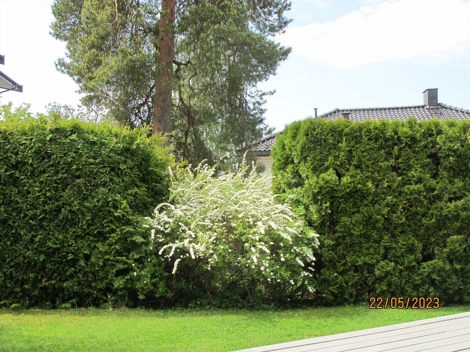 Selgers sommerbilde Galleribilde