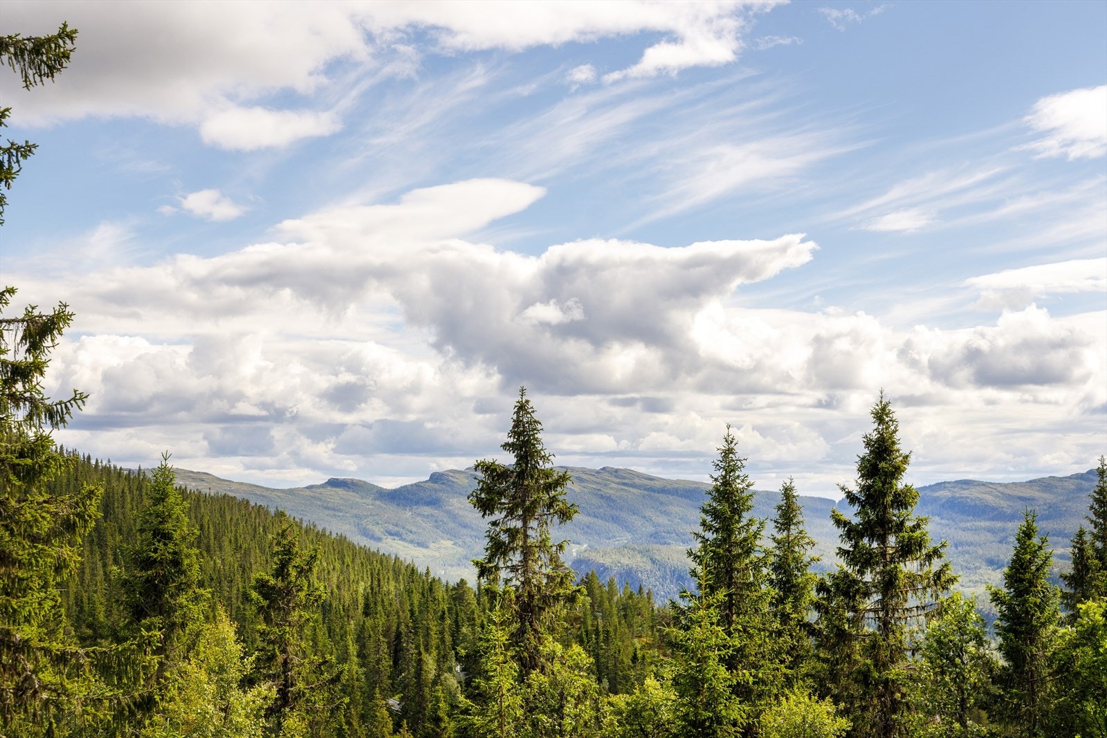 Utsikt. Galleribilde