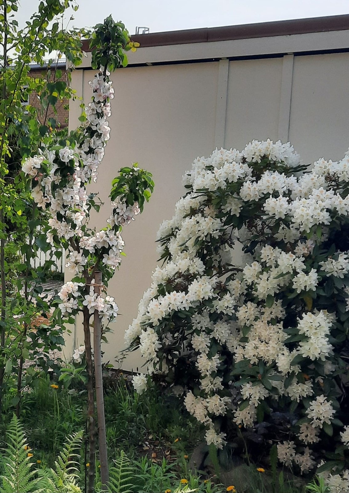 - Epletre i hagen - Galleribilde
