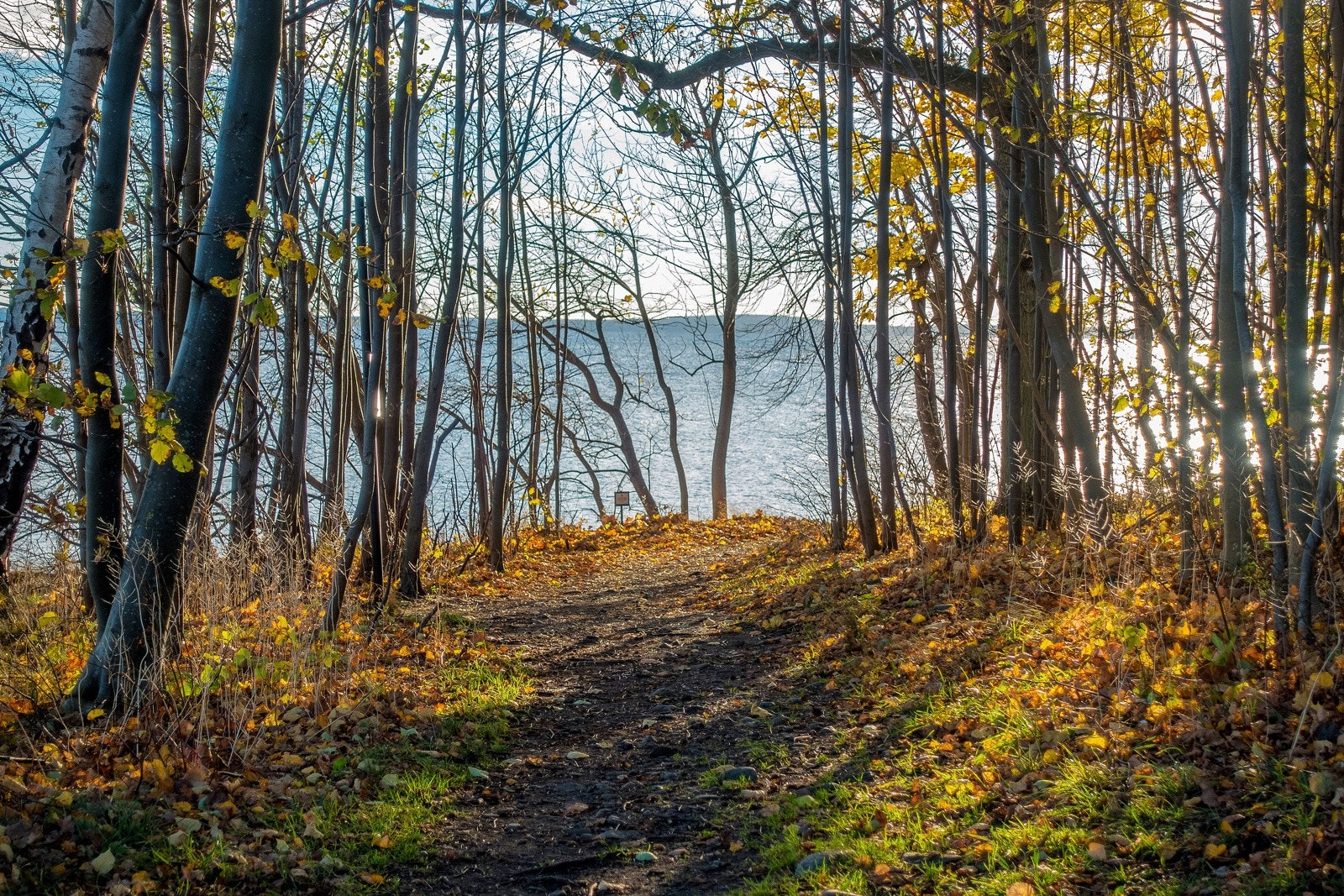 Flotte turområder i Hortensskogen Galleribilde