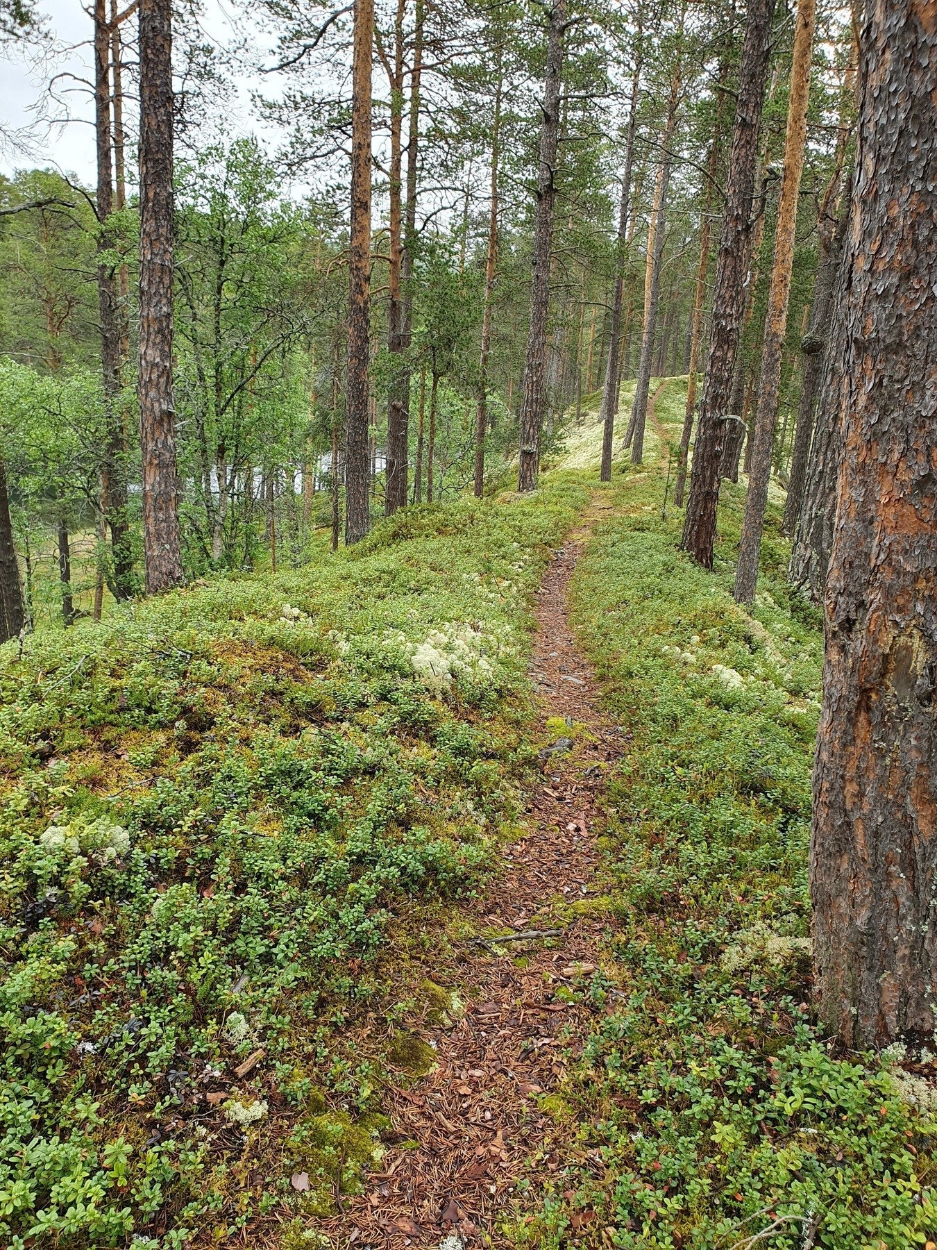 Hummelfjell byr også på et enormt nettverk av stier og muligheter utenfor alpintsenteret. Galleribilde