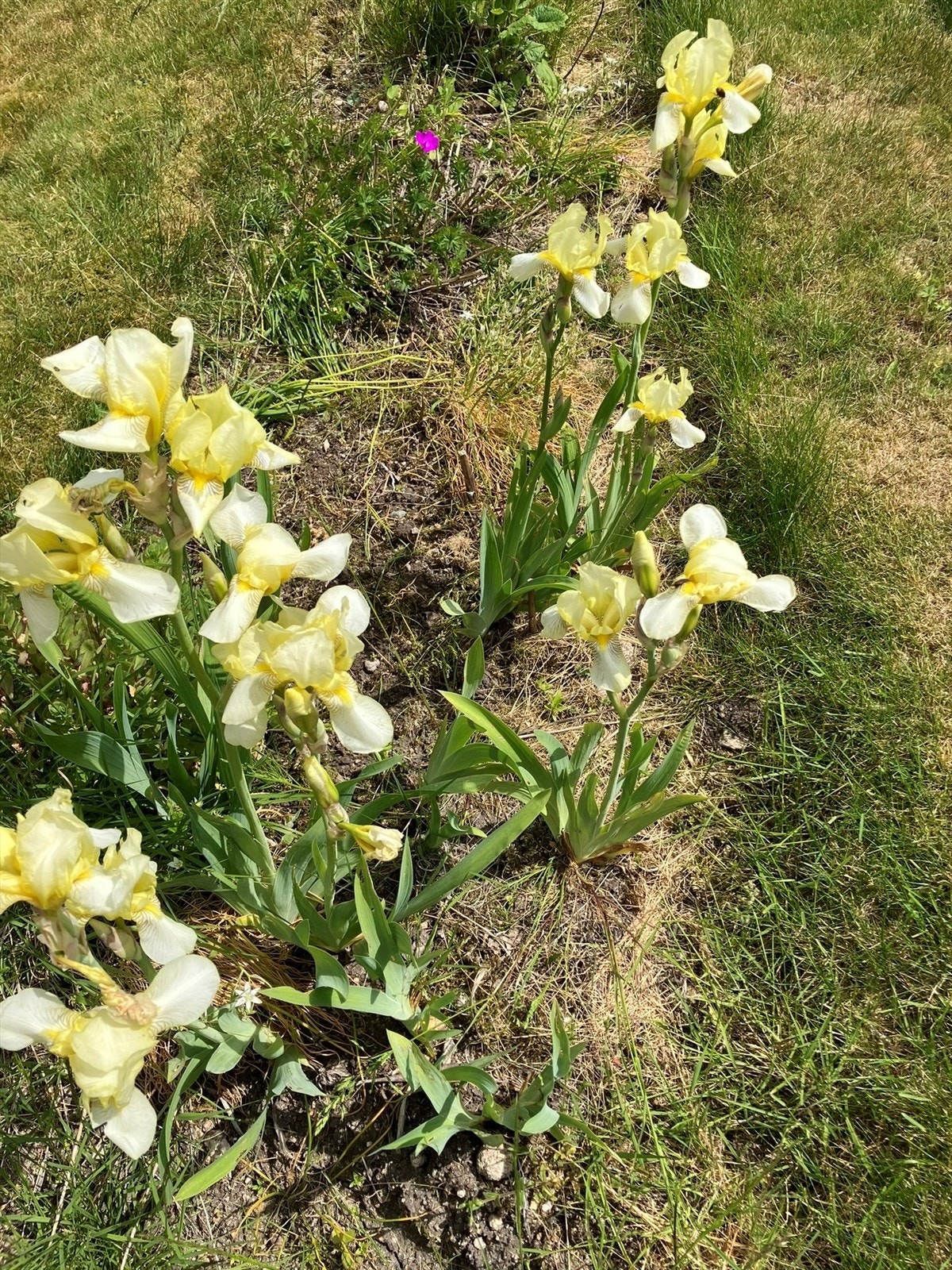 Privat bilde fra hagen. Galleribilde