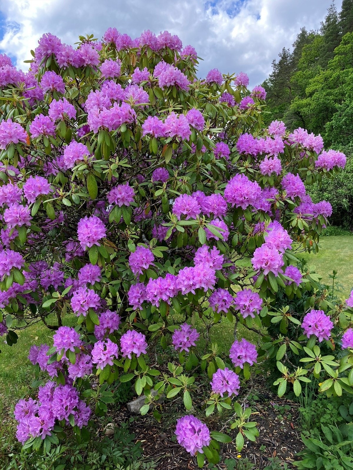 Privat bilde fra hagen. Galleribilde