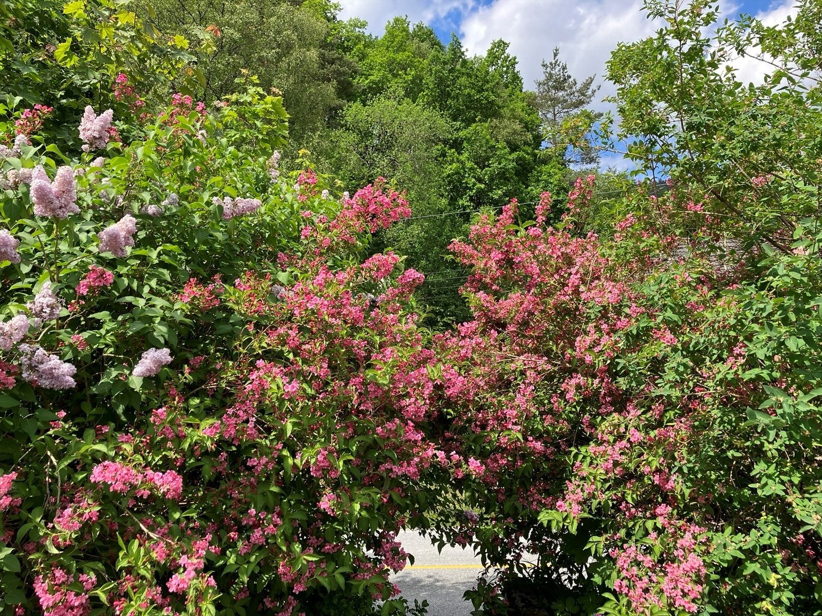 Privat bilde fra hagen. Galleribilde