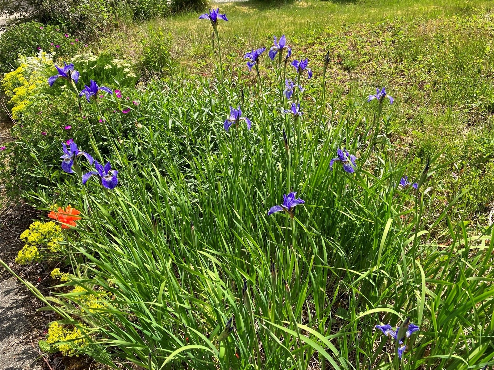 Privat bilde fra hagen. Galleribilde