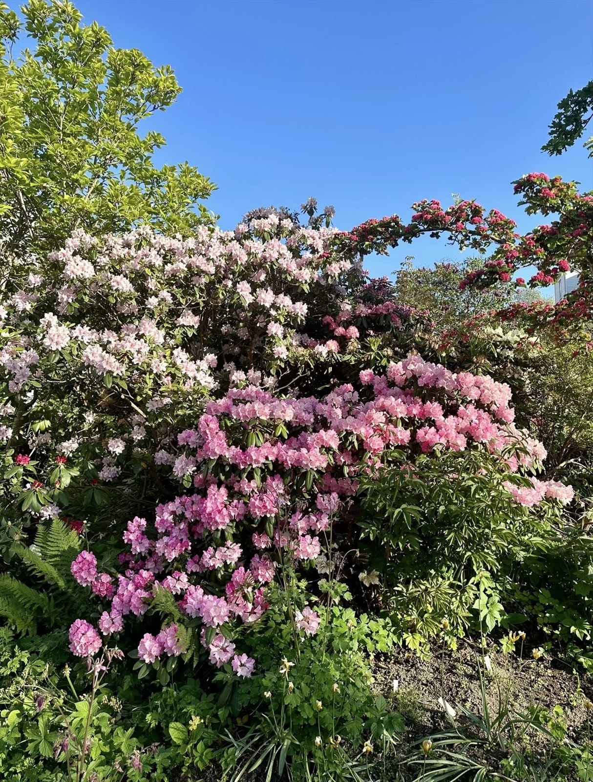 Tomten og fellesarealer er pent opparbeidet med grøntarealer, vegetasjon og asfalterte adkomstpartier. Galleribilde