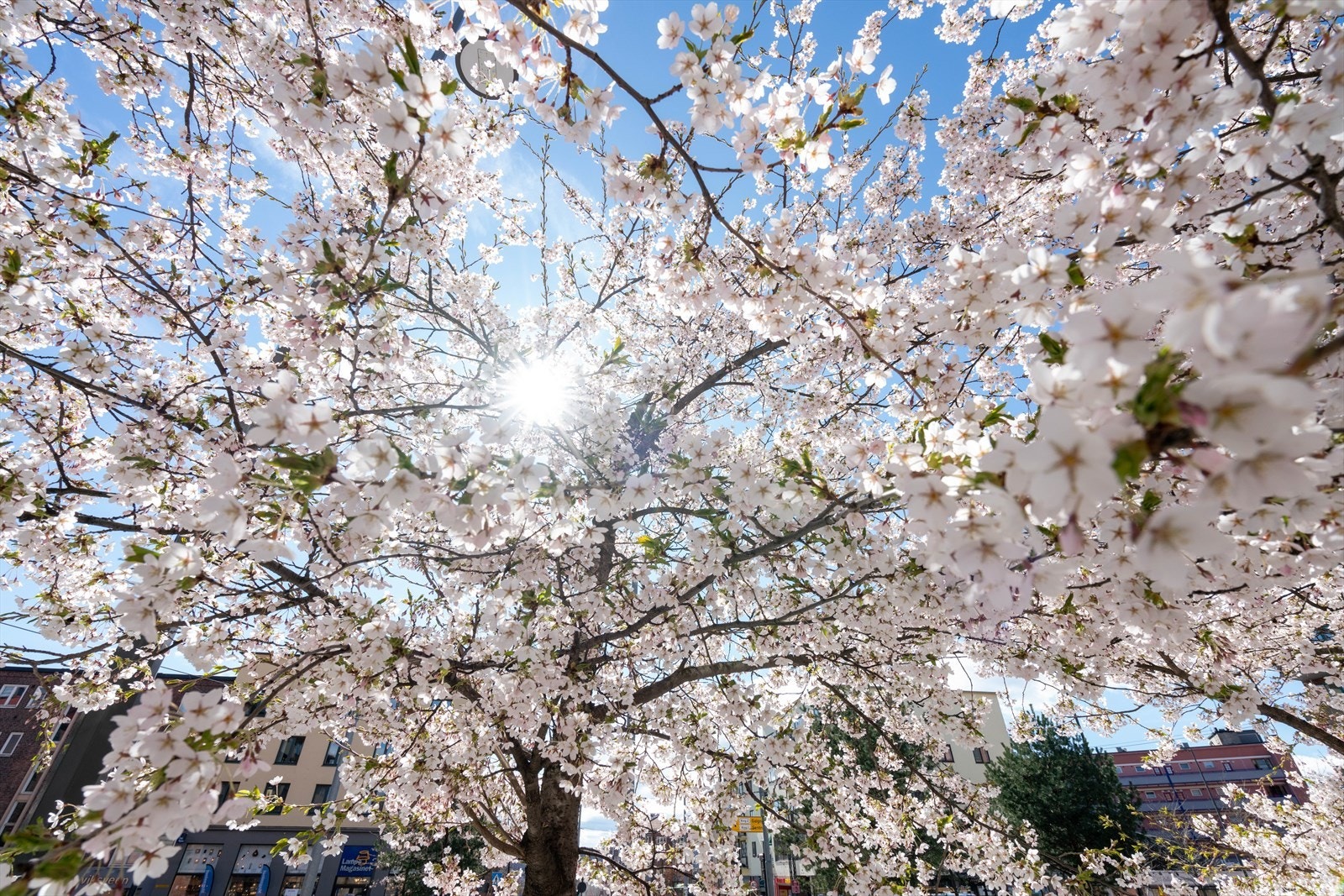 Velkommen til en hyggelig visning! Galleribilde