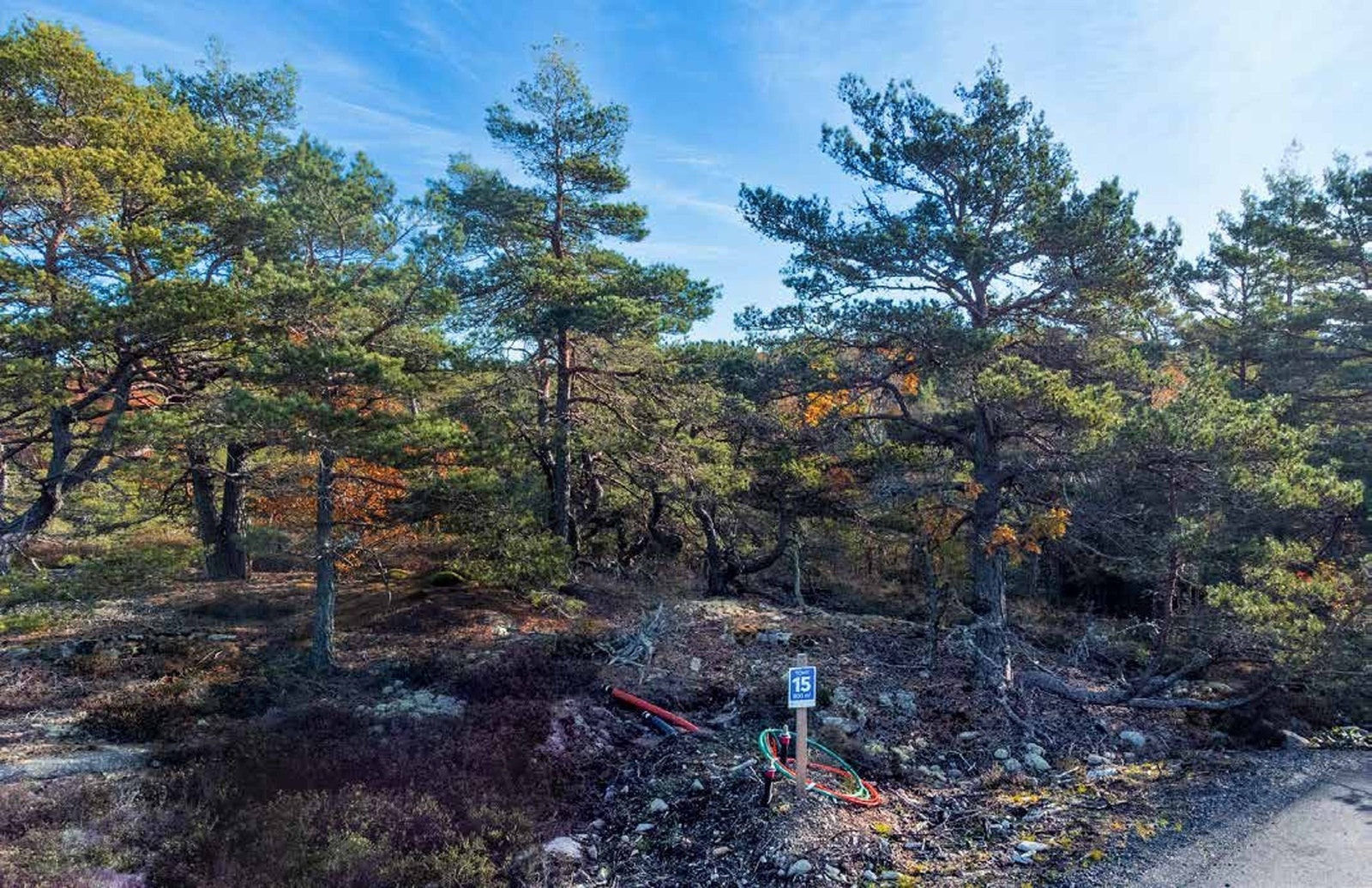 Foto fra tomteområdet. Terrenget har lave kystfuruer, lyng og svaberg Galleribilde