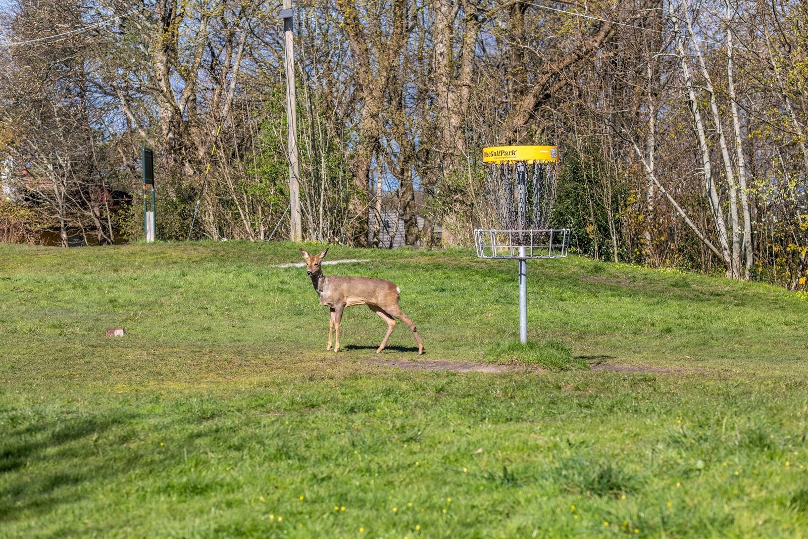 Egeland Diskgolfpark. Galleribilde