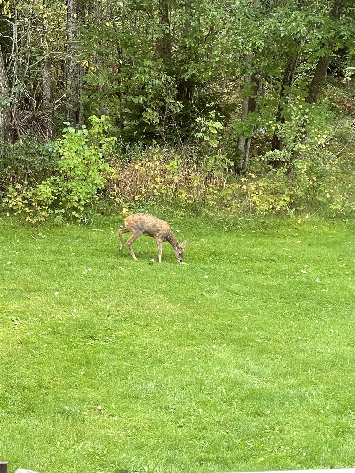 Begge soverom vender mot marka og fra tid til annen kan du se rådyr spankulere forbi her... Galleribilde
