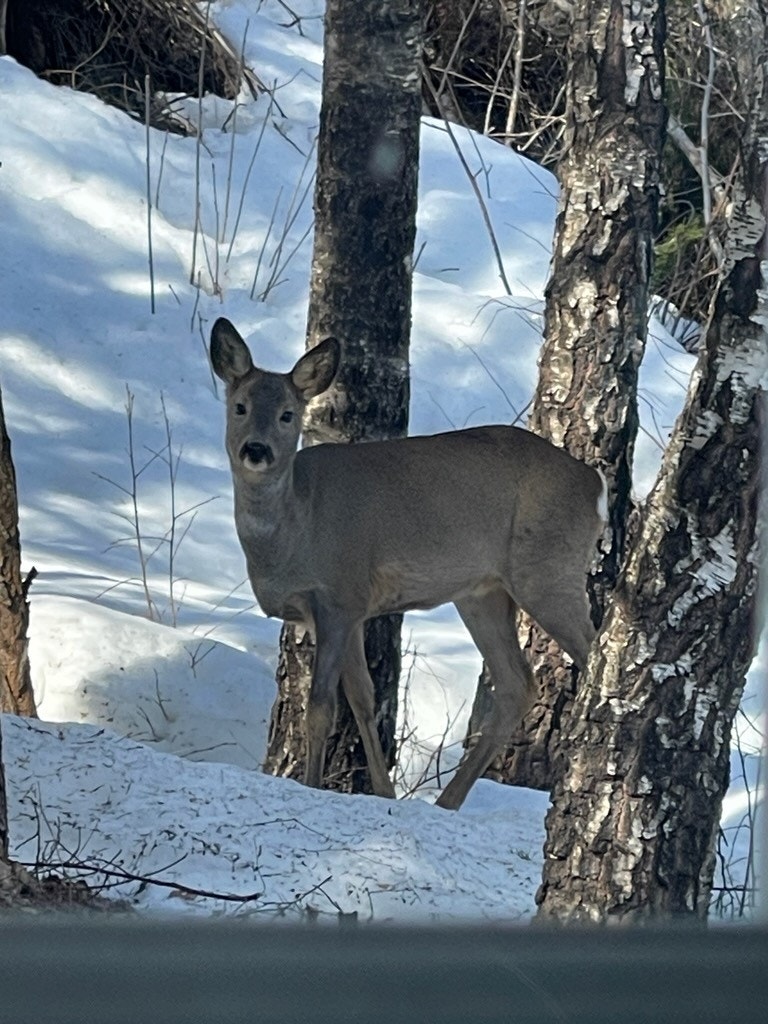 Rådyret selger har sett Galleribilde