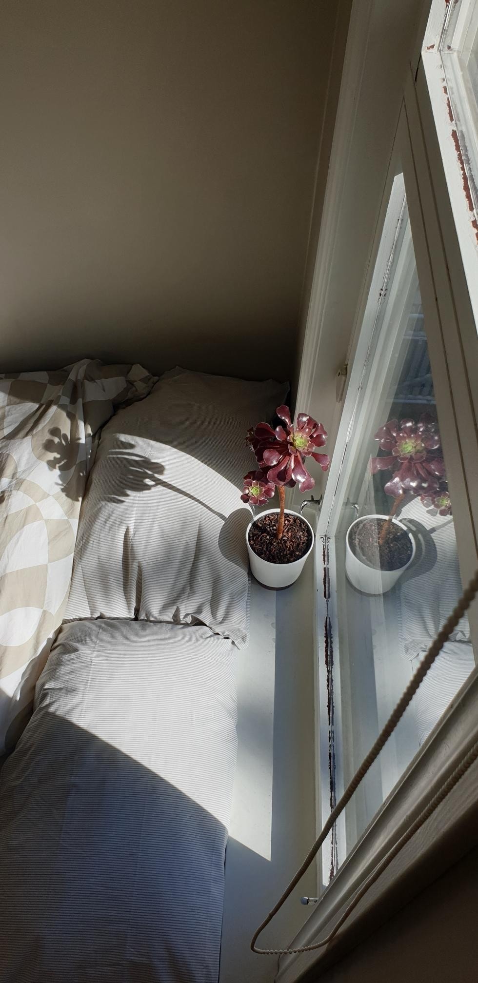 Morgen sol, med svart persienne til å trekke ned Galleribilde