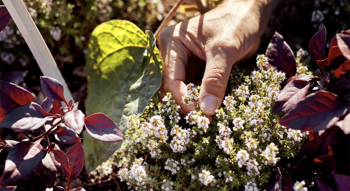 Takterrassene inviterer til selvdyrking, har du en liten gartnerdrøm så er muligheten her Galleribilde